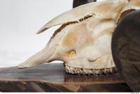 mouflon skull 0033